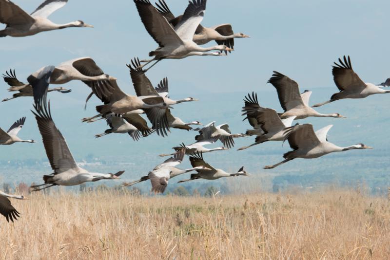 oiseaux migratoires