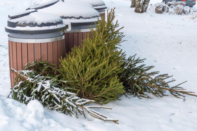 sapins à la poubelle