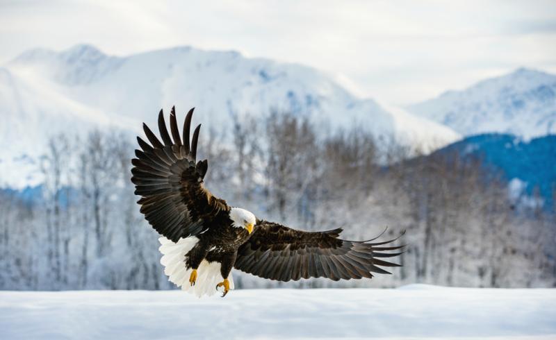 aigle montagne neige