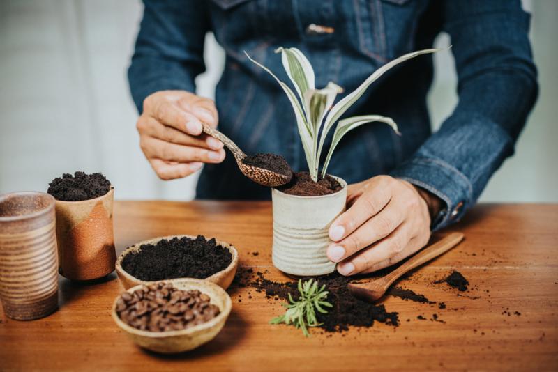 marc de café plantes