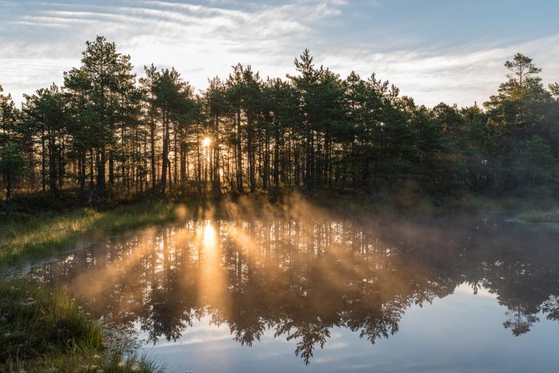 forêt lacs landais