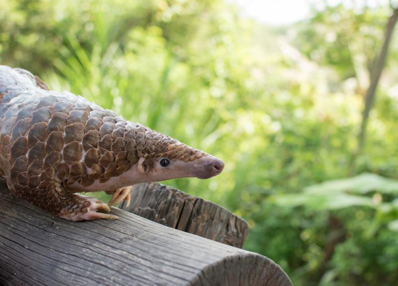 pangolin