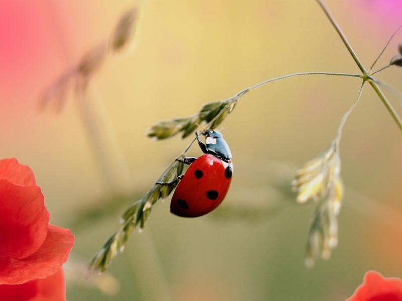 coccinelle jardin