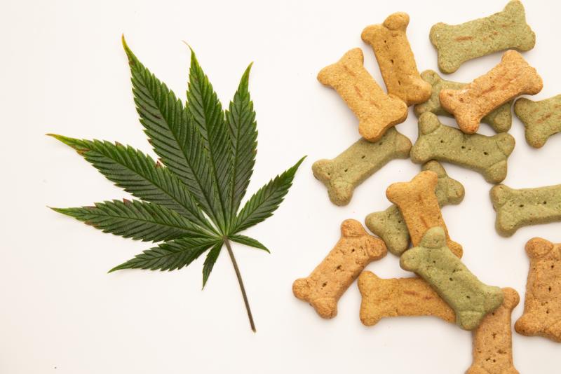 CBD animaux de compagnie