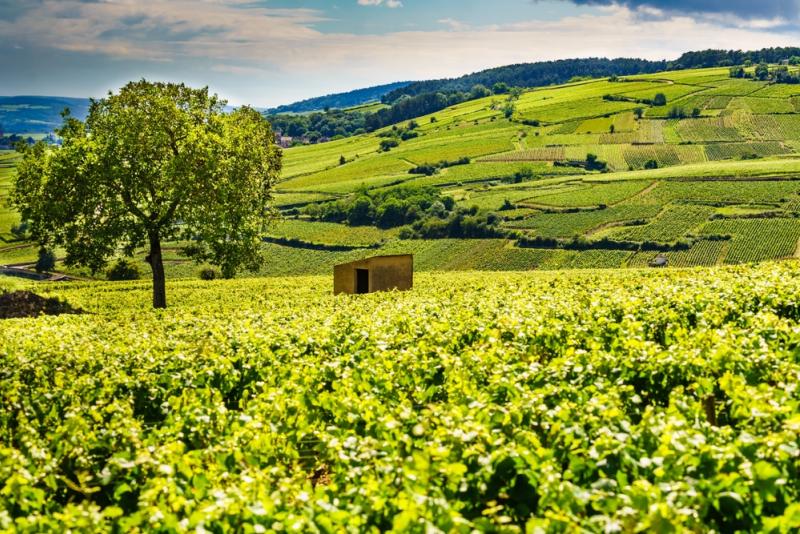 Paysage de vignobles verts dans la région viticole de Pommard, Bourgogne-Franche-Comte