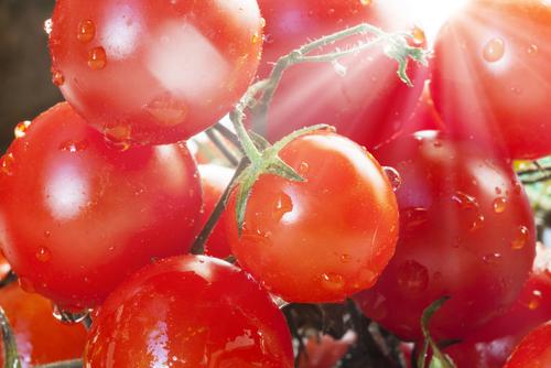 tomates soleil