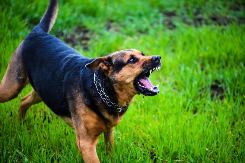 C'est un chien qui a mis fin aux agissements violents de son maître sur sa compagne.