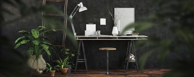 pièce sombre plantes