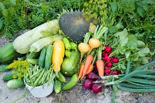 potager-aout