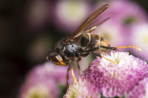 Des expérimentations pour lutter contre les frelons asiatiques (c) Shutterstock