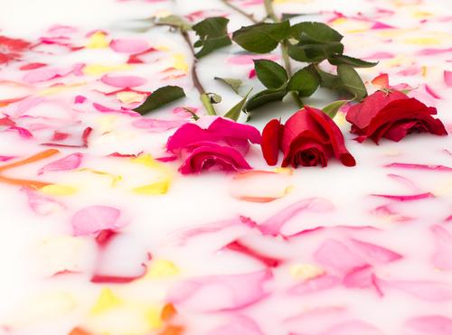 bain pétales roses