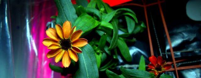 La première fleur à éclore dans l'espace