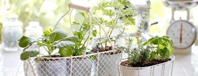 potager interieur 