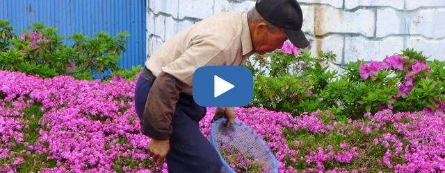 Une belle preuve d'amour remplie de fleurs