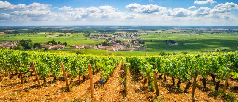 Le drone fait gagner du temps au viticulteur qui peut observer ses vignes sans se déplacer.