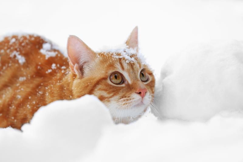 Chat dans la neige