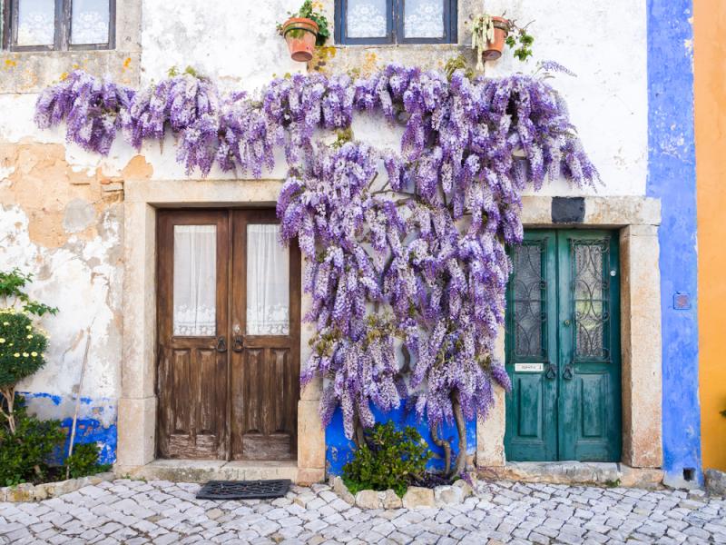 glycine mur maison