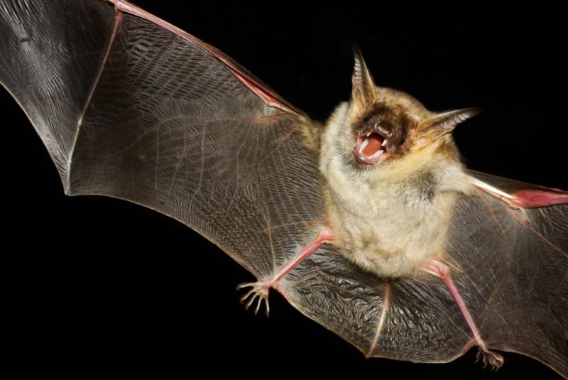 chauve-souris en vol