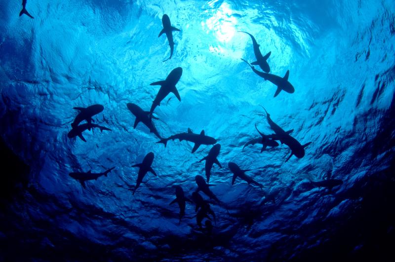requins