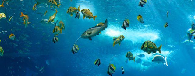 La vie sous-marine