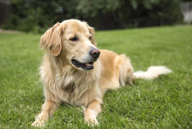 le chien sauve son maître