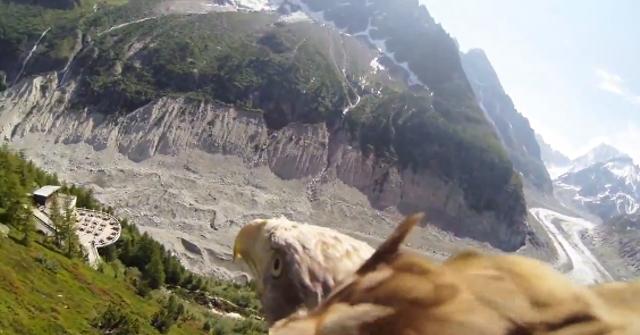 Camera embarquée sur un aigle