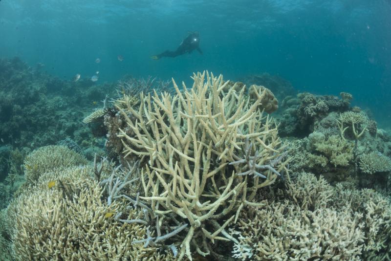 la Grande Barrière de Corail est menacée