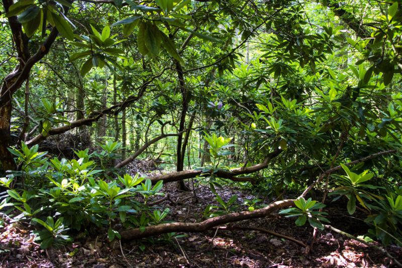 Une mauvaise gestion des forêts boréales. 