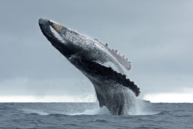 Le Japon continue à chasser la baleine.