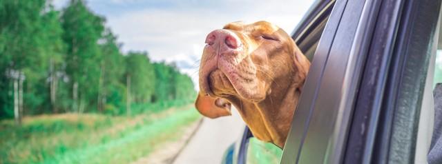 chien en voiture