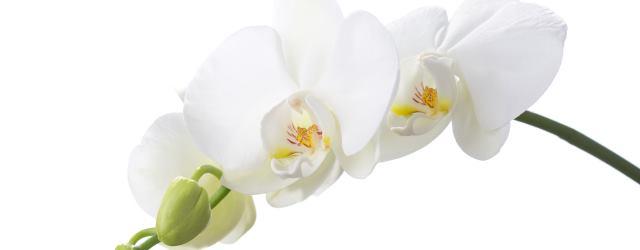 Orchidée mode d'emploi