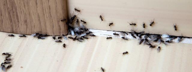 fourmis