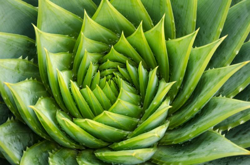 Aloe Vera : tous les secrets pour profiter de ses bienfaits magiques 