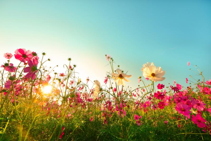fleurs