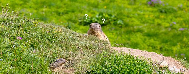 Une marmotte peut-elle prédire la météo ?