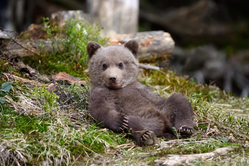 Un ourson a été retrouvé dans les Pyrénées.