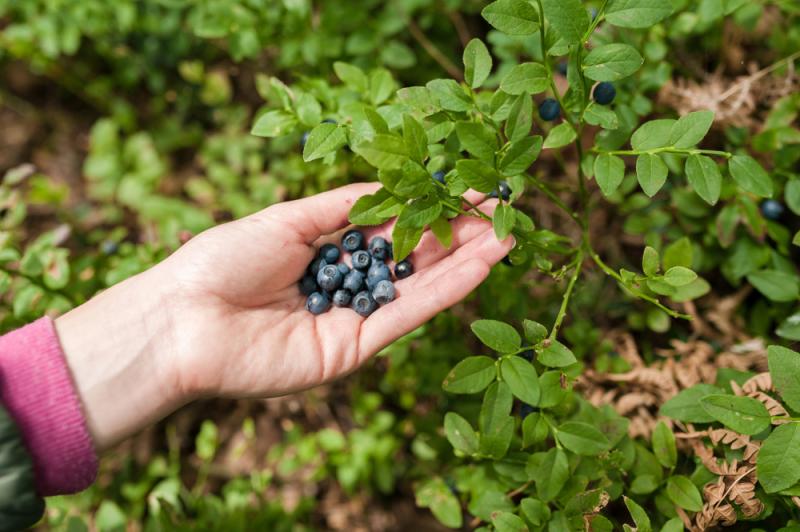 La cueillette en forêt est tolérée tant qu'elle est destinée à une consommation familiale.