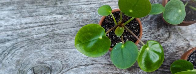 pilea