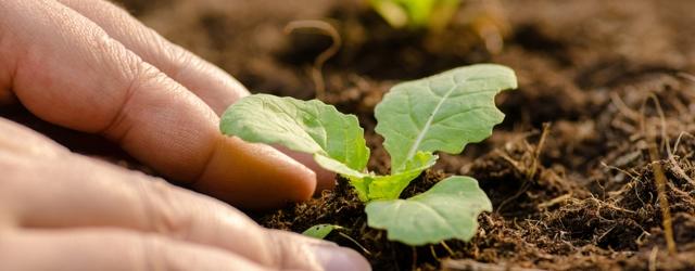 10 bonnes raisons de faire son propre potager