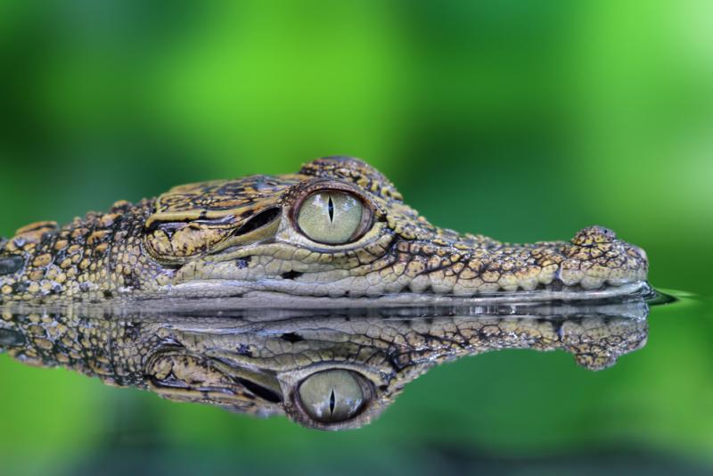 Crocodile