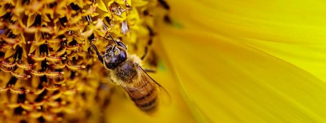 abeille tournesol