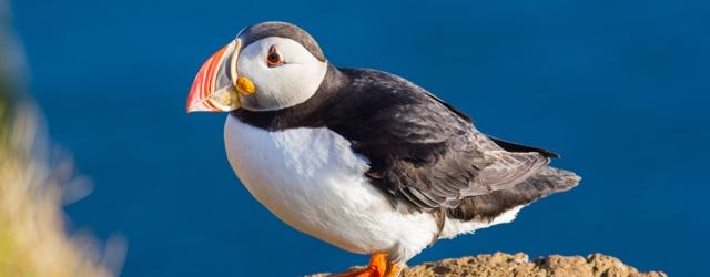 Plus de 21 000 oiseaux tués par les tempêtes