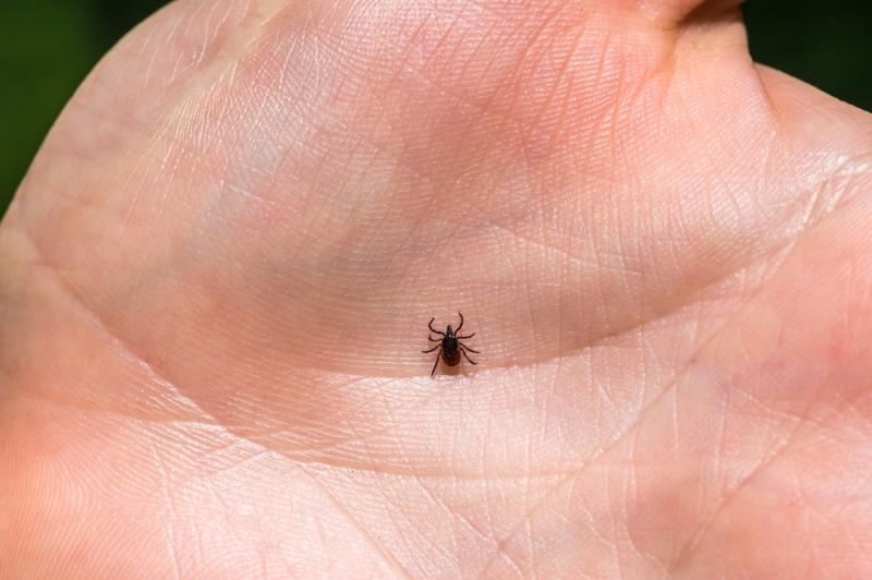 La maladie de Lyme est transmise par les tiques.
