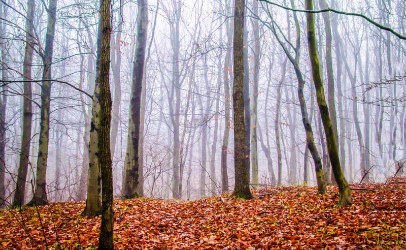 forêt automnale