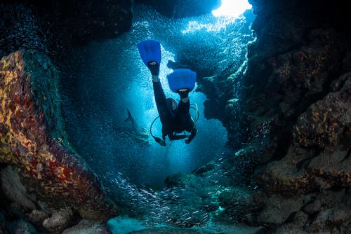 Un plongeur entretient une amitié hors du commun avec un requin (c) Shutterstock