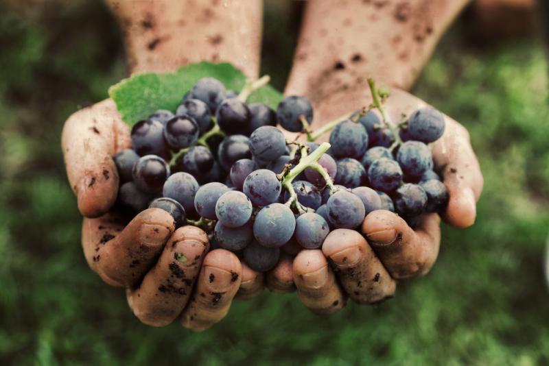 Les vendanges de cette année sont tout particulièrement mauvaises. © Shutterstock 