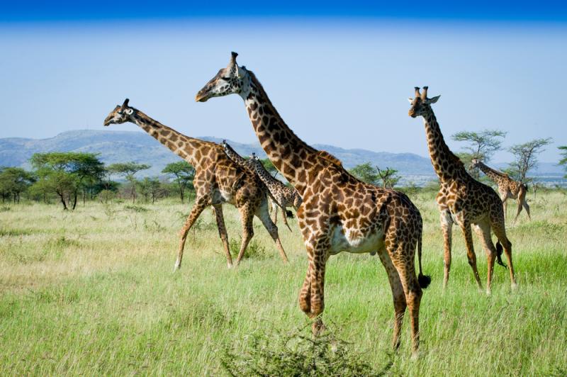 Girafes