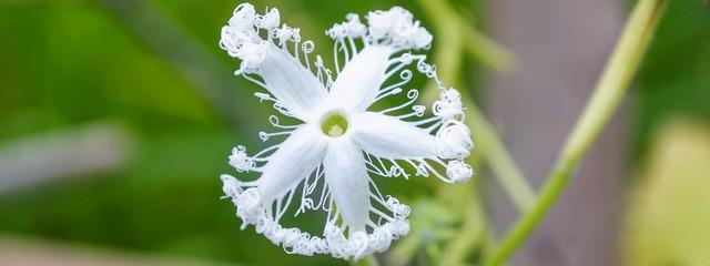 fleur atypique
