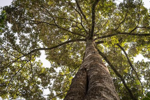 Insolite : 50 millions d'arbres plantés en 24 heures !