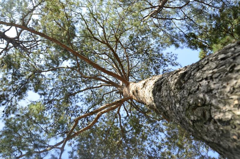 concours arbre